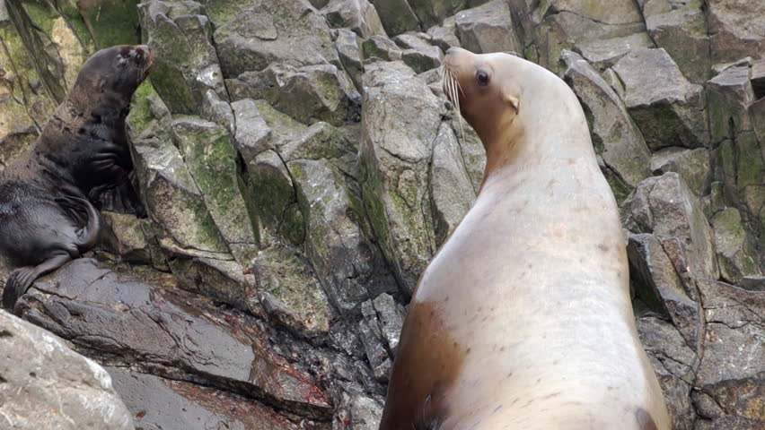 Eared seal female animal with cubs on stones of rock on coast of Sea of Okhotsk.