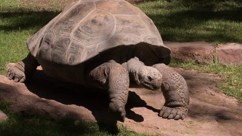 Galapagos giant tortoise turtle walking - Chelonoidis | Shutterstock HD Video #1026153515