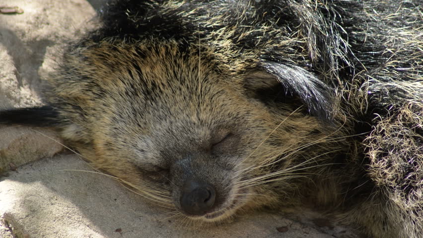 Binturong Or Bearcat Sleeping Peacefully Stock Footage Video 100