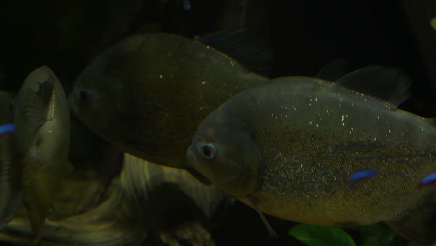 Red bellied piranha in a aquario - Pygocentrus nattereri