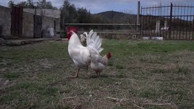The white rooster with the chickens in the farmyard, the animals roam in the farmyard, on the farm.