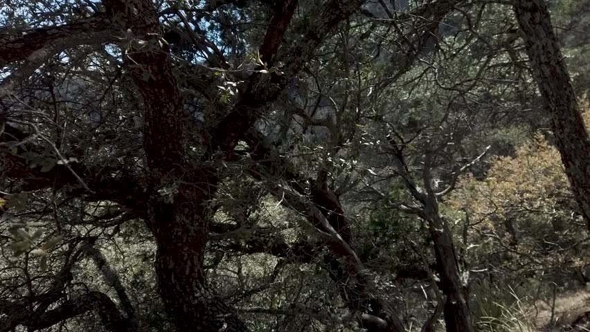 Panning from tree to desert landscape with mountains at Big Bend National Park