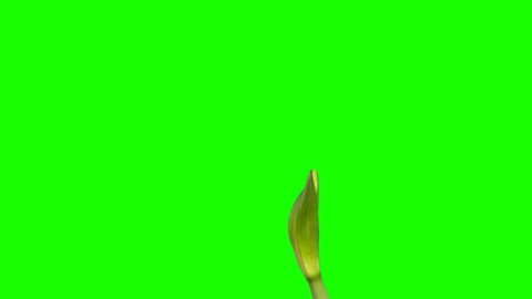 Growth of White hippeastrum flower buds green screen, FULL HD. (Hippeastrum White), timelapse.
