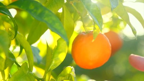 Ripe Orange Citrus fruits or tangerines hanging on a tree. Person picking Beautiful Healthy organic juicy oranges in Sunny Orchard. Orange gathering. 4K UHD video 3840X2160 slow motion
