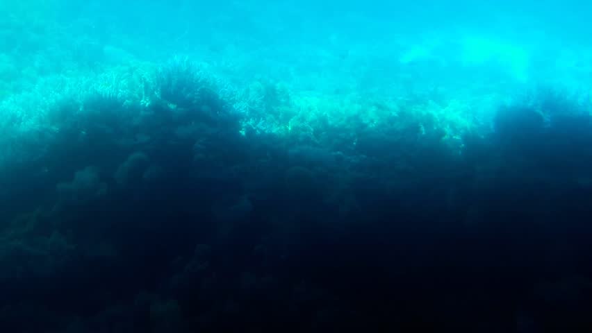 Corals of a red sea, egypt | Shutterstock HD Video #1026173774