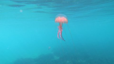 A mauve stinger jellyfish, Pelagia noctiluca, underwater close to water surface in the Mediterranean sea, Spain