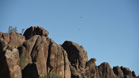 Multiple California Condors on the Rocks of Pinnacles in National Park