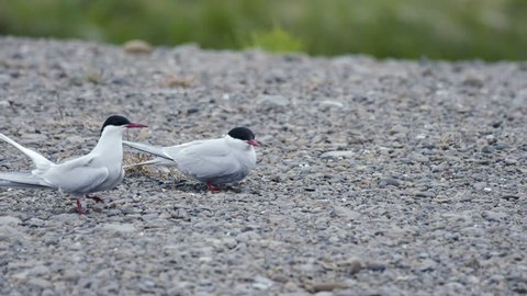 Arctic Tern courtship male and female