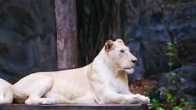 4K video of white lion, Thailand.