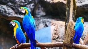 4K video of blue and gold macaw bird in Thai, Thailand.