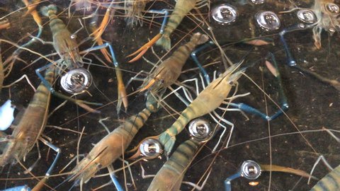 Big river prawns are swimming in water. Giant River Shrimp waiting for cooking in restaurant.
