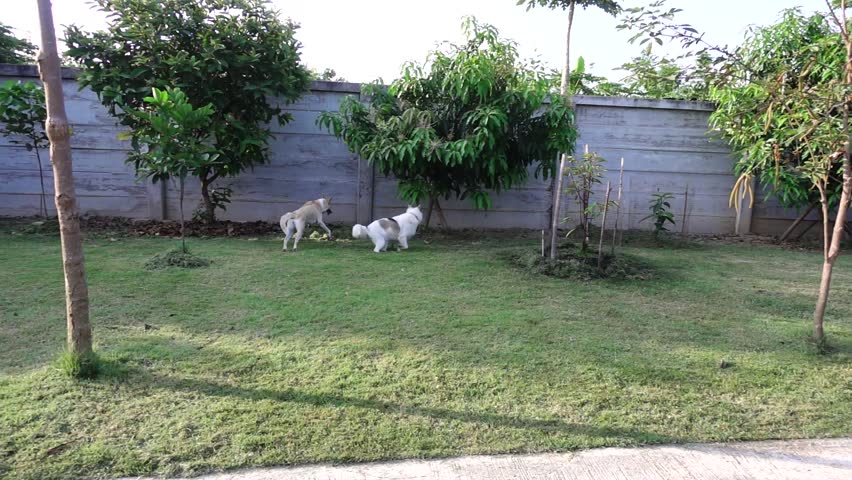 Two dogs playing and fun run together, slow motion.