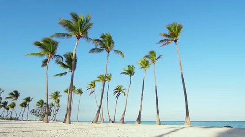 Tropical beach white sand, blue Caribbean sea and toll palm trees. Vacation on paradise island / Palms isolated on the Atlantic ocean. Beach and sea and sky. Sunset in the beautiful beach.