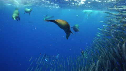 Striped marlin and California sea lions attack a large mackerel bait ball off the Pacific coast of Baja California Sur, near Magdalena Bay, Mexico.