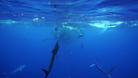 Striped marlin, sailfish and California sea lions attack a large mackerel bait ball off the Pacific coast of Baja California Sur, near Magdalena Bay, Mexico.