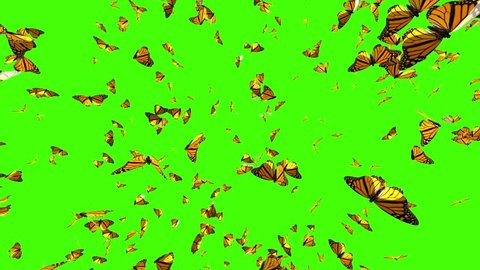 Butterflies Fly Up On A Stock Footage Video 100 Royalty Free 1031232104 Shutterstock