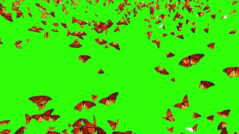 Butterflies Fly Up On A Stock Footage Video 100 Royalty Free 1031232104 Shutterstock