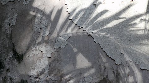 Manila palm tree shadows reflected on the old concrete wall coated with peeled textured paint