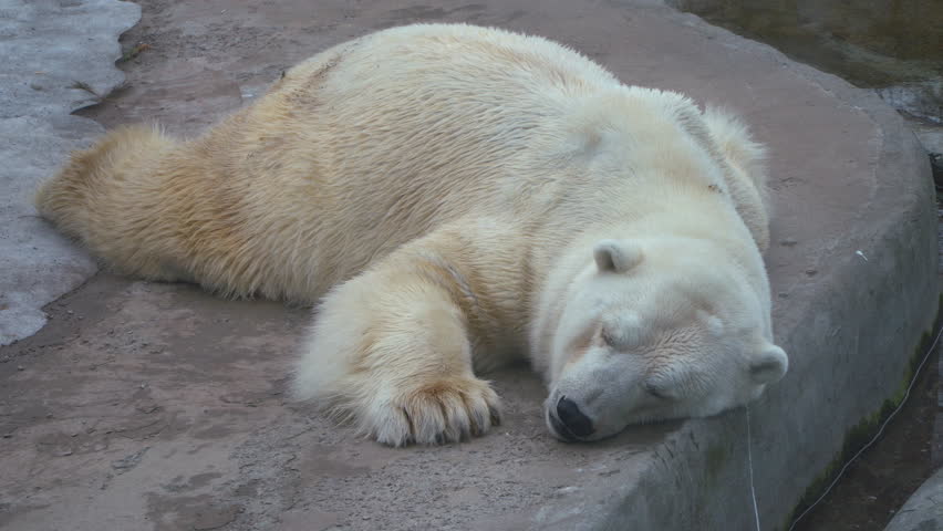 falling asleep polar bear Stock Footage Video (100% Royalty-free ...