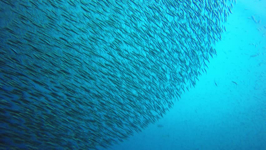Tuna and mackerel hunting sardines fish shoal underwater  Royalty-Free Stock Footage #1026193574