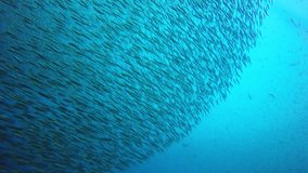 Tuna and mackerel hunting sardines fish shoal underwater 