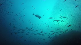 Tuna and mackerel hunting sardines fish shoal underwater 