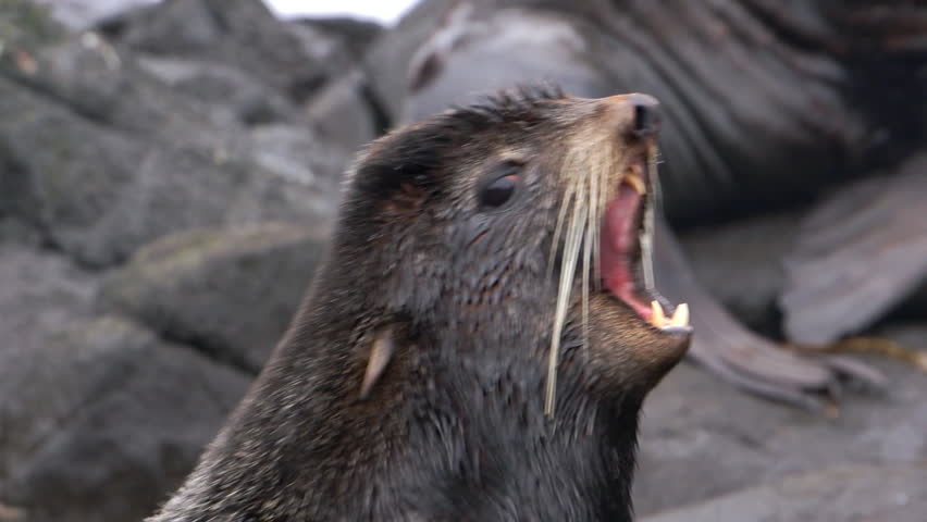 Video with sound animal roar of male northern fur seal animal.