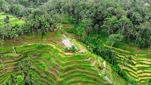 Descending aerial shot over an Iconic Rice terrace, Indonesia 