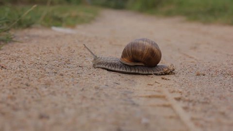 A snail is slowly crawling along a gravel country road. Wild nature.
