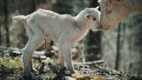 Couple hours old newborn little white baby goat standing in the woods with her mother. Mother protecting him after birth. The little goat is fragile and needs care and love. 