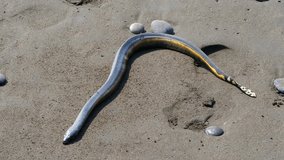 Tropical yellow sea snake on the sand of the beach. Hydrophis platurus, commonly known as the yellow-bellied sea snake, is a species of snake from the subfamily Hydrophiinae found in tropical waters