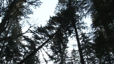 Slow motion of two hundred foot evergreen falling through trees, crashing onto forest floor.