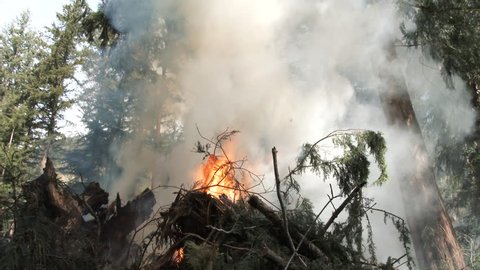 Large slash and burn pile creates a lot of smoke in forest from loggers clearing trees.