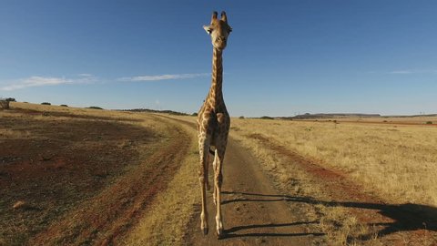 Detailed demonstration of the actual motion of a giraffe (Giraffa camelopardalis) running, South Africa