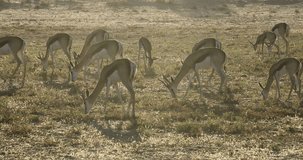 Herd of springbok antelopes (Antidorcas marsupialis) grazing early morning, Kalahari desert, South Africa