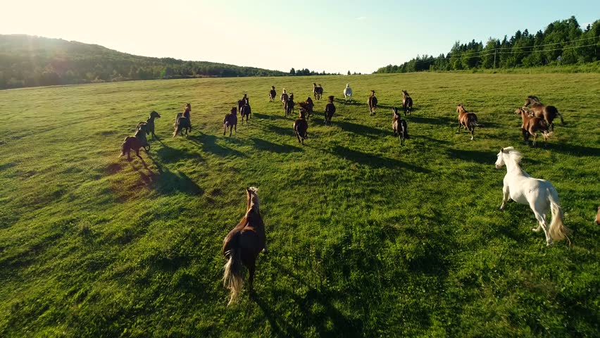 A lot of horses run in a big green field during sunset.