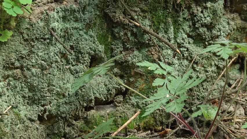 A small piece of land in the forest overgrown with moss.
