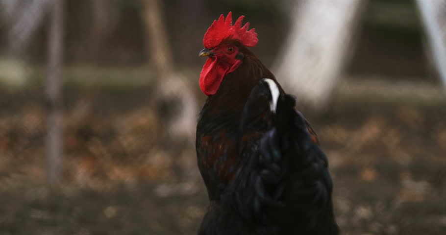 Rooster (chicken,hen, cock) farm footage. beautiful chicken in farm. slow  motion cinematic rooster (chicken,hen, cock) farm. shooted on red camera.