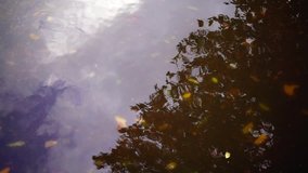 Trees and modern buildings reflected in a puddle on the asphalt, with autumn leaves after a rain - Powered by Shutterstock - Get 15% off with code: PIKWIZARD15