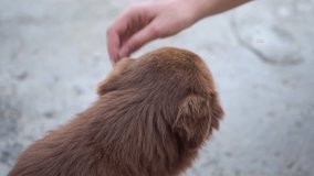 small cute stray dog gets affection from  stranger, homeless pet with kind grateful eyes looks into camera, makes  video cry and sympathize, social video about helping animals. hand stroking sad puppy