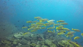 Video clip of yellow snapper fish on coral reef 