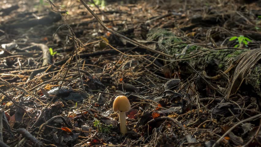 Time lapse of a forest mushroom slowly growing while a couple caterpillars pass by.