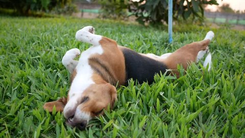 Beagle dog lying down on the green  grass field  on sunny day.