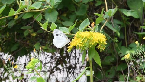 White butterfly(Pieris melete Ménétriès) sucking nectar from Aizoon stonecrop(Sedum aizoon L) flowers