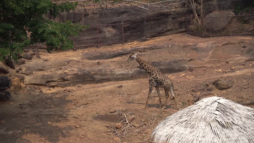 giraffe in zoo thailand