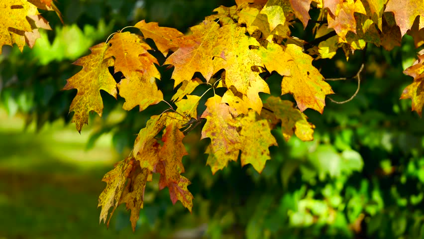 detail shot of a maple tree branch foliage autumn