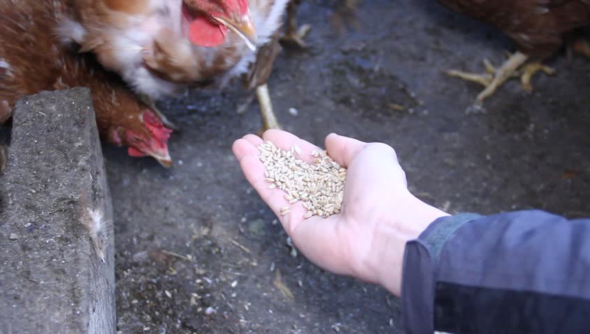 hens eating wheat from the farmers hand close up.