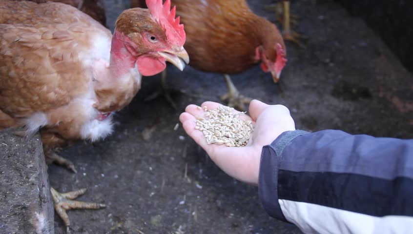farmer feeding his chickens from his hand