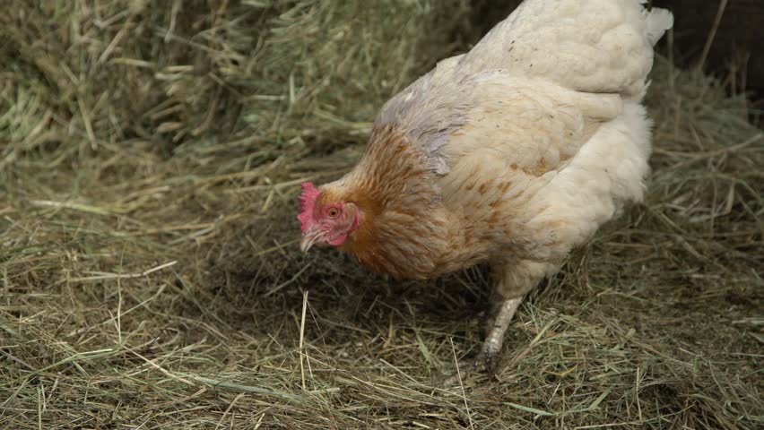 Chicken and Rooster walks on the farm and pecking grain.