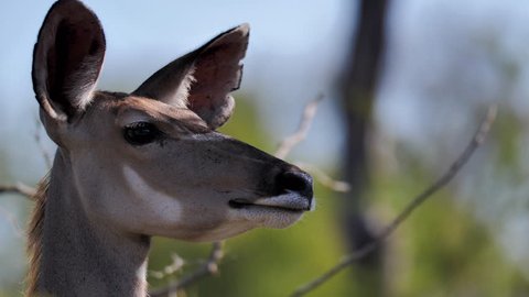 Wild Kudu deer head close up portrait in the bush in Africa